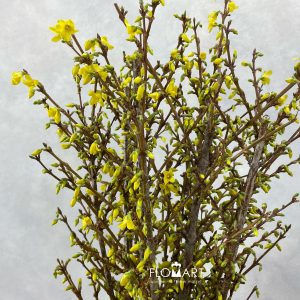 Forsythia Yellow