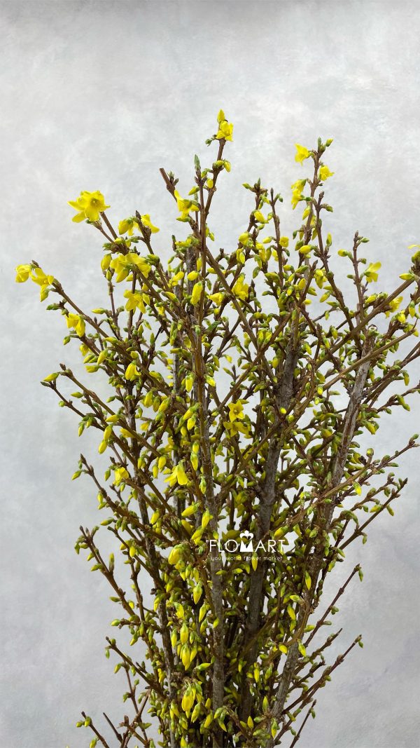 Forsythia Yellow