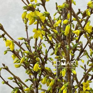 Forsythia Yellow - Image 2