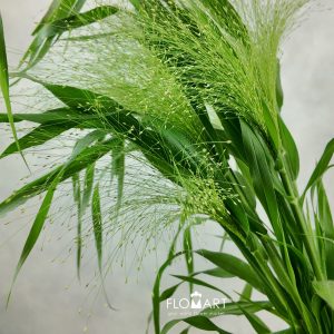 Fountain Grass