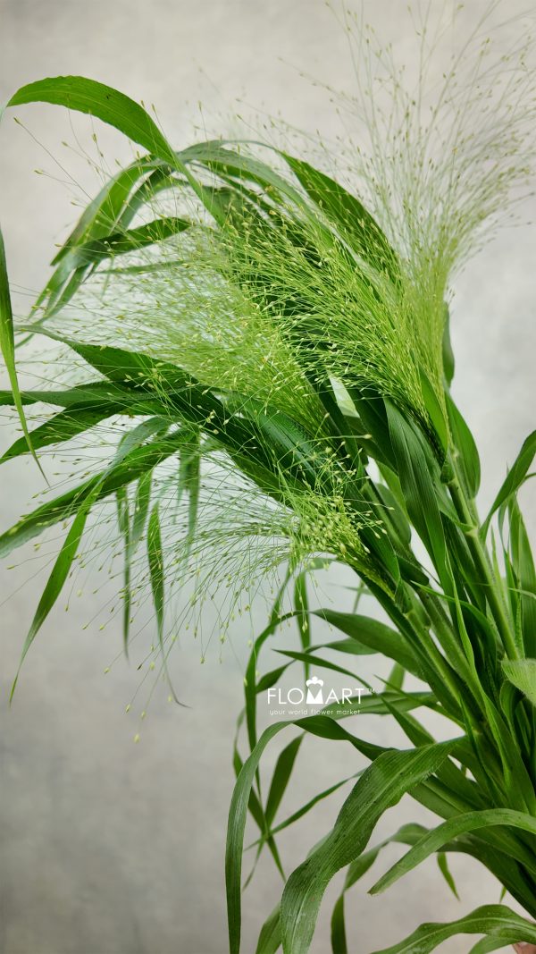 Fountain Grass