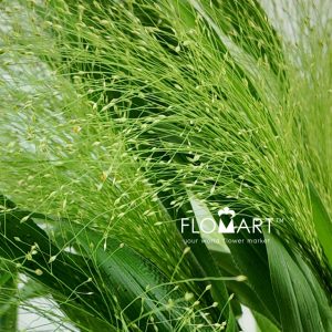 Fountain Grass - Image 2