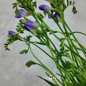 Freesia du Blue Bayou