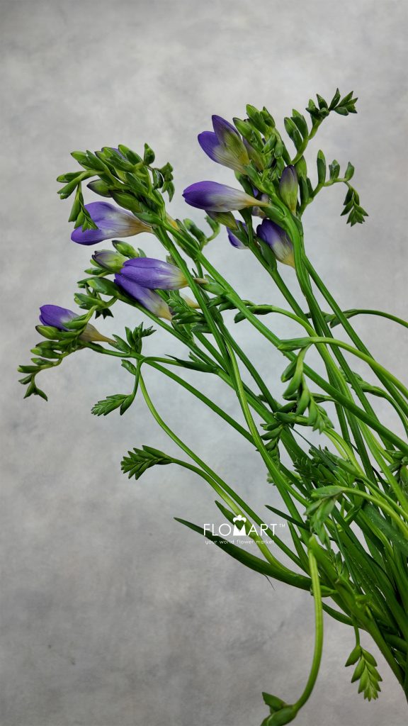 Freesia du Blue Bayou