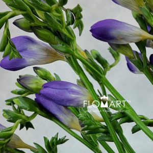 Freesia du Blue Bayou - Image 2