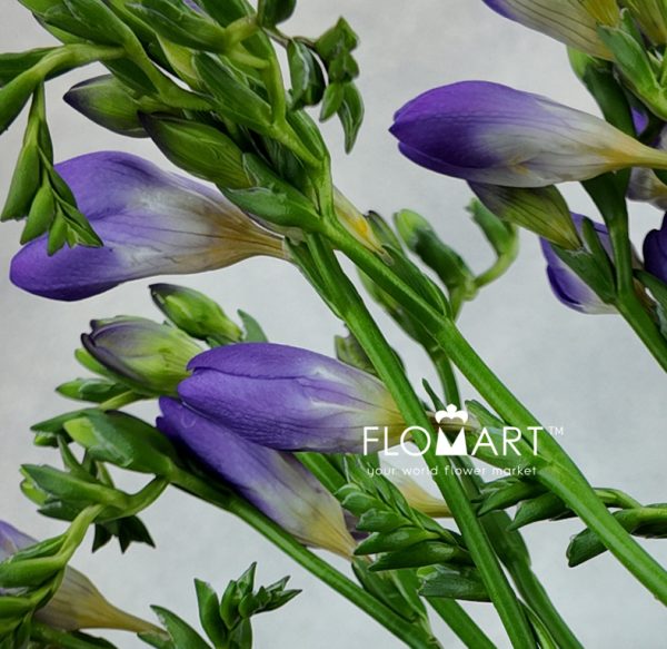 Freesia du Blue Bayou