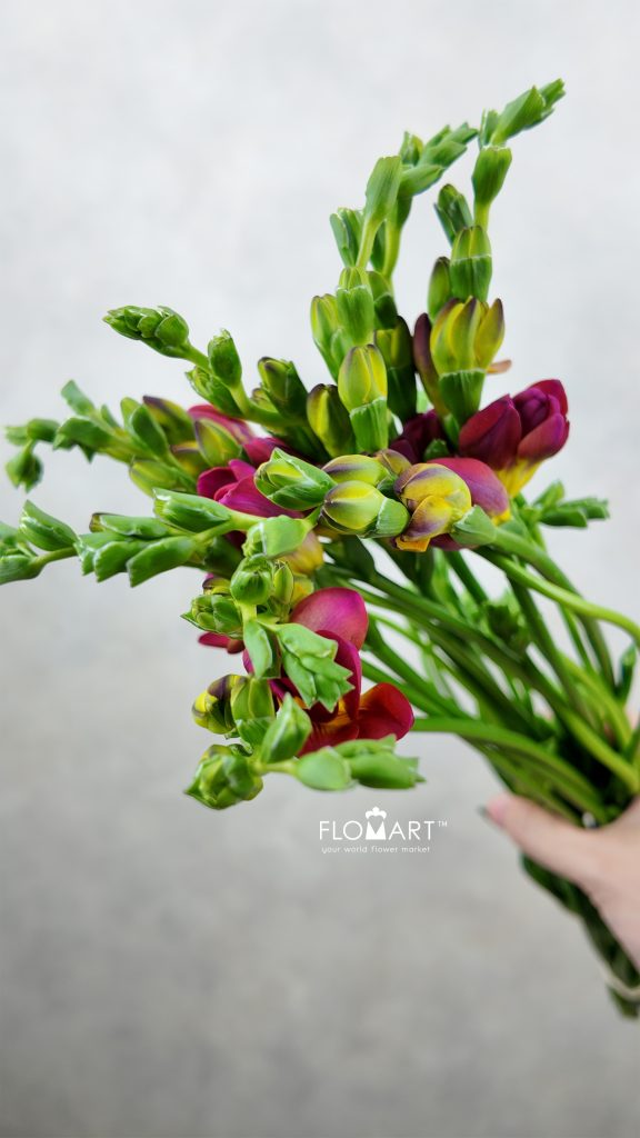 Freesia du Expression