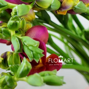 Freesia du Expression - Image 2