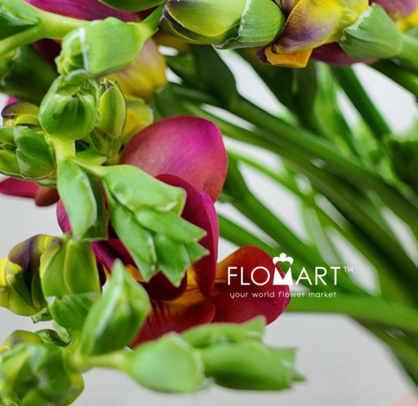 Freesia du Expression