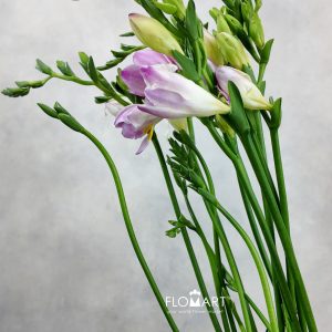 Freesia du Honeymoon