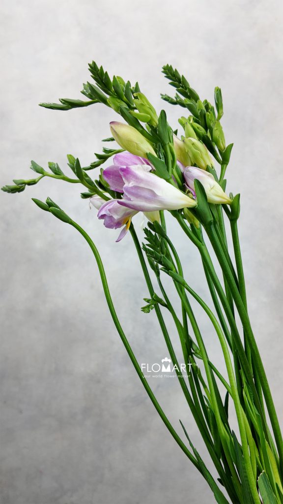 Freesia du Honeymoon