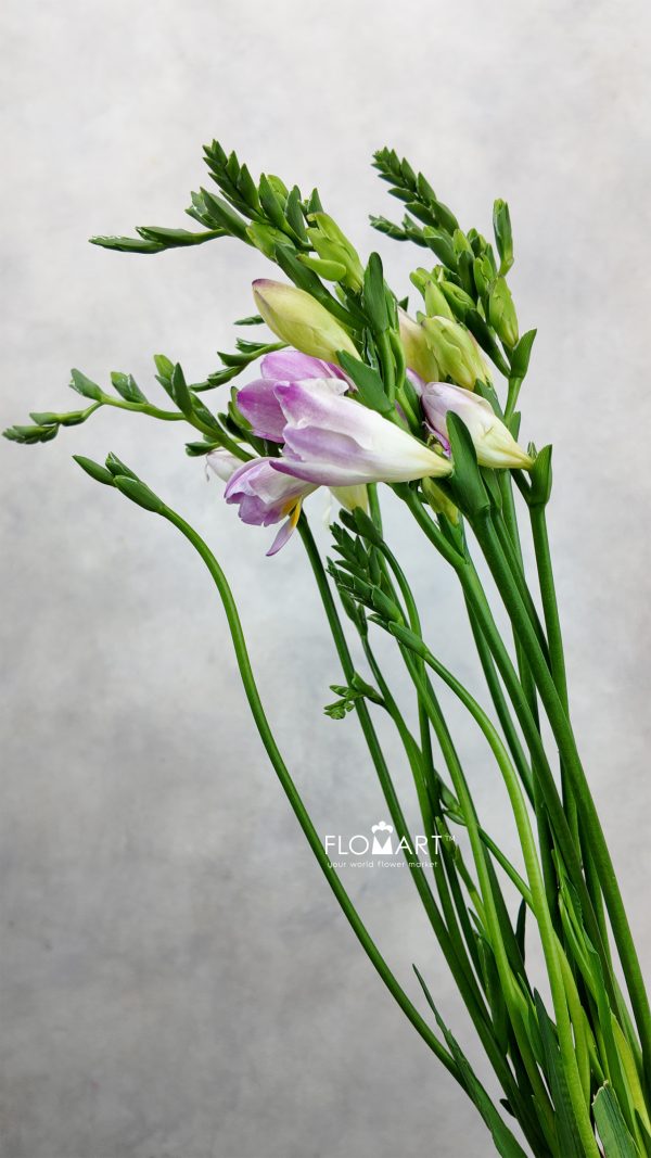 Freesia du Honeymoon
