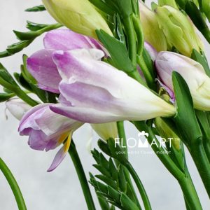 Freesia du Honeymoon - Image 2