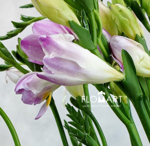 Freesia du Honeymoon