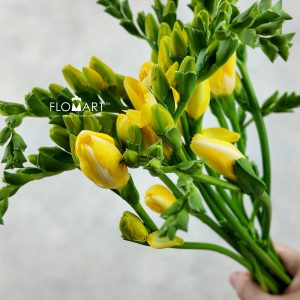 Freesia du Marseille
