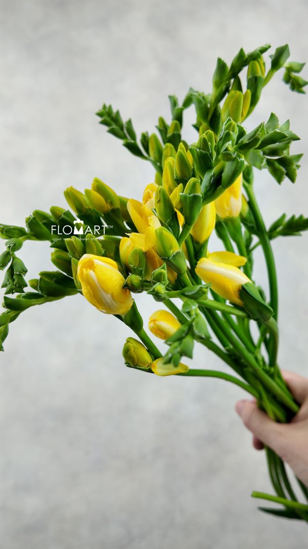 Freesia du Marseille