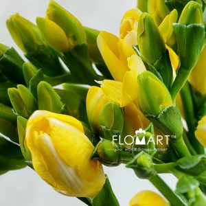 Freesia du Marseille - Image 2
