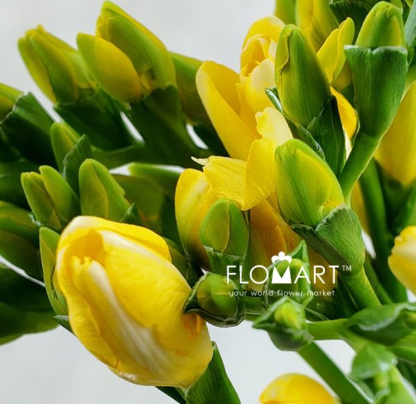 Freesia du Marseille