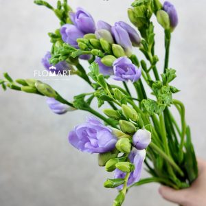 Freesia du Romantic Lavender