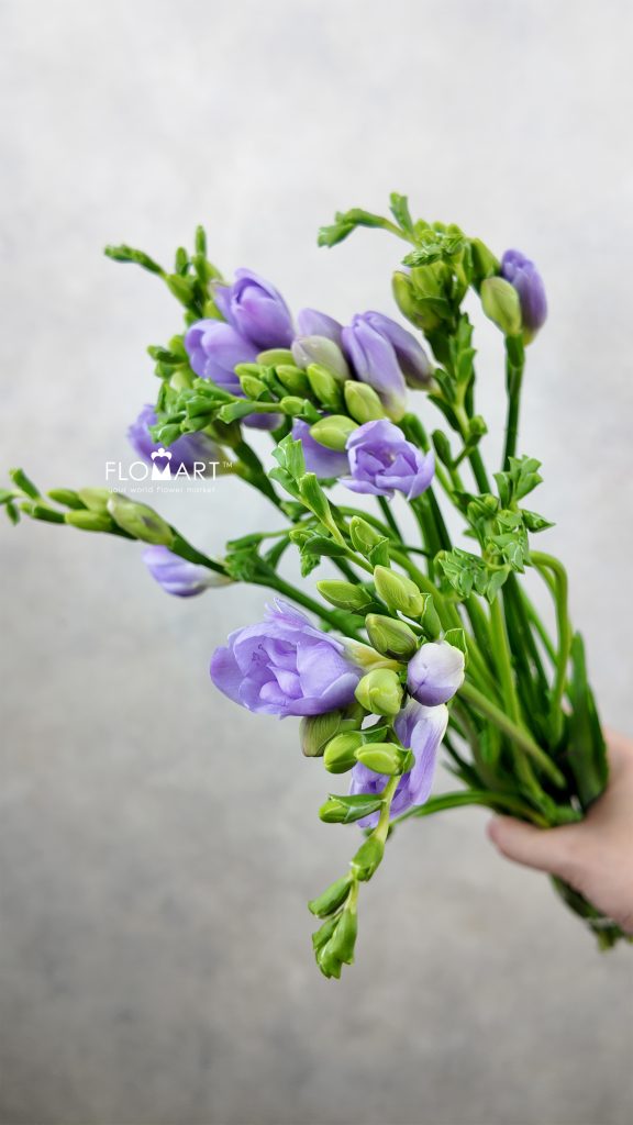 Freesia du Romantic Lavender