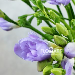 Freesia du Romantic Lavender - Image 2