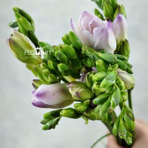 Freesia du Rosario