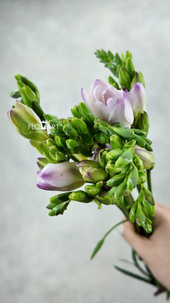 Freesia du Rosario