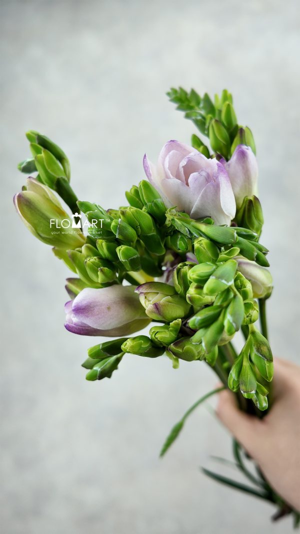 Freesia du Rosario Freesia du Rosario