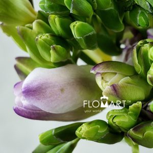 Freesia du Rosario - Image 2