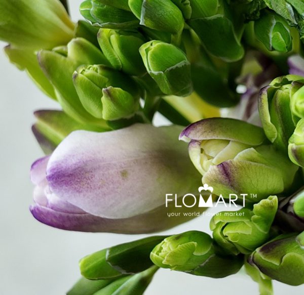 Freesia du Rosario
