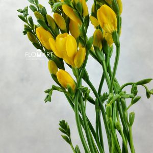 Freesia du Soleil