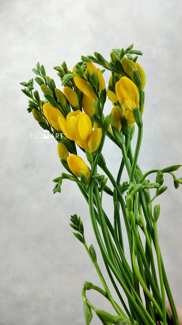 Freesia du Soleil