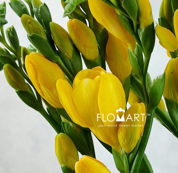Freesia du Soleil