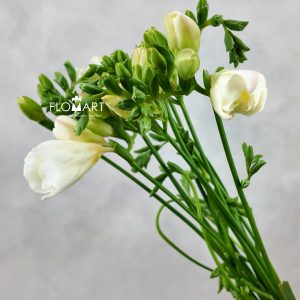 Freesia du Tiffany