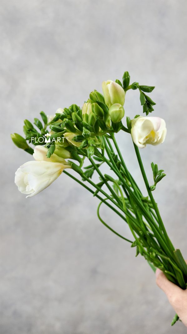 Freesia du Tiffany Freesia du Tiffany