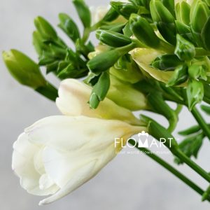 Freesia du Tiffany - Image 2