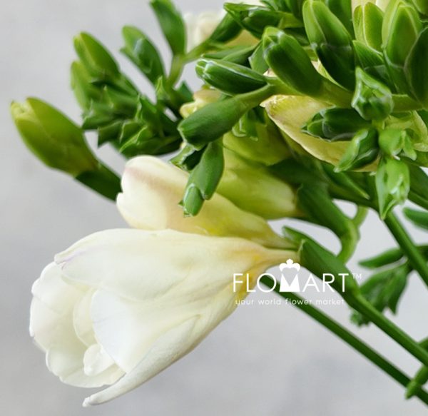 Freesia du Tiffany