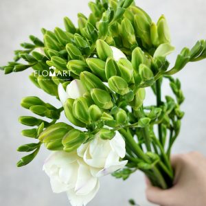 Freesia du Versailles