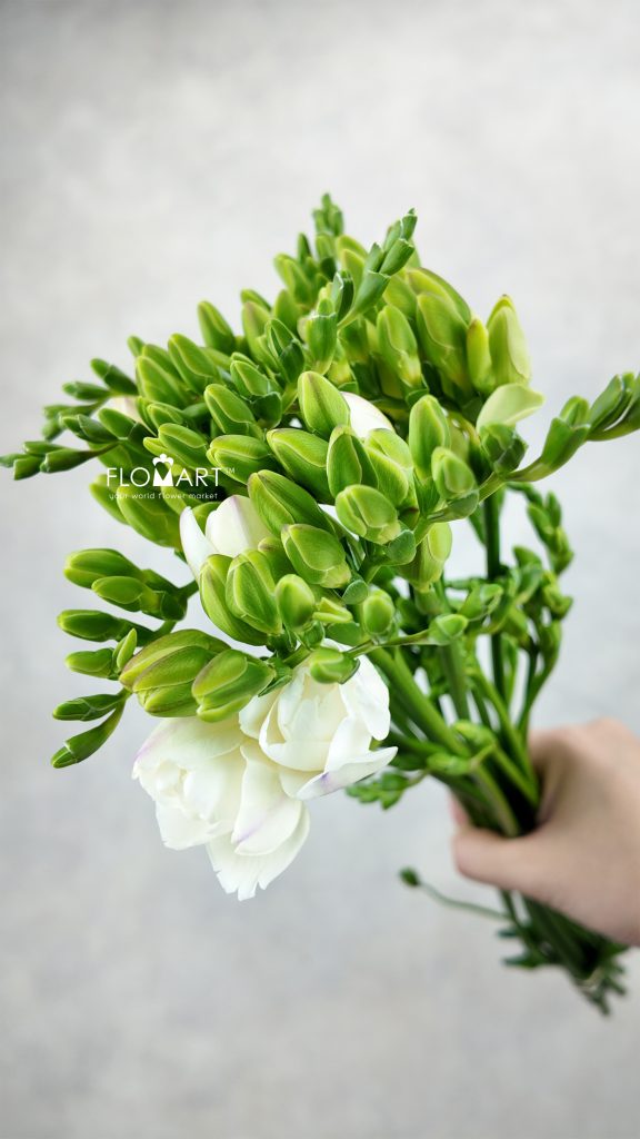 Freesia du Versailles