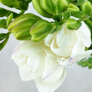 Freesia du Versailles - Image 2
