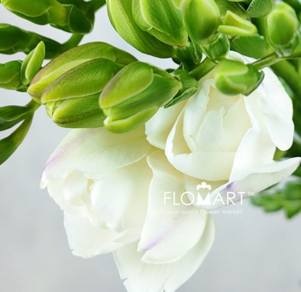Freesia du Versailles