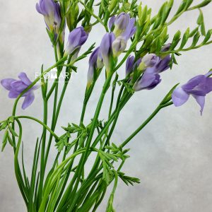Freesia en Blue Moon