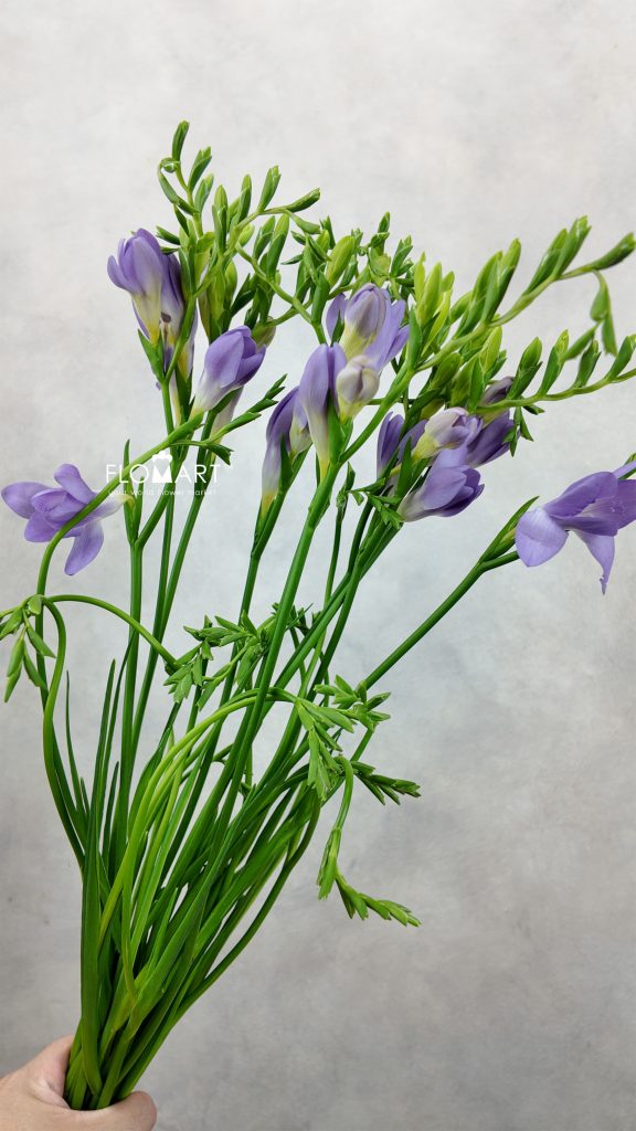 Freesia en Blue Moon