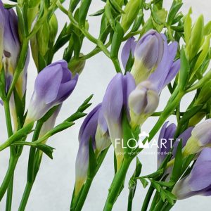Freesia en Blue Moon - Image 2
