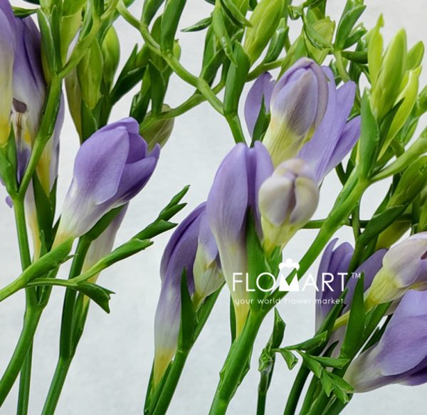 Freesia en Blue Moon