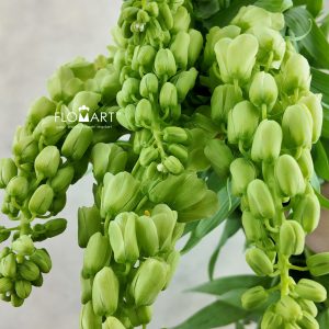 Fritillaria Ivory Bells