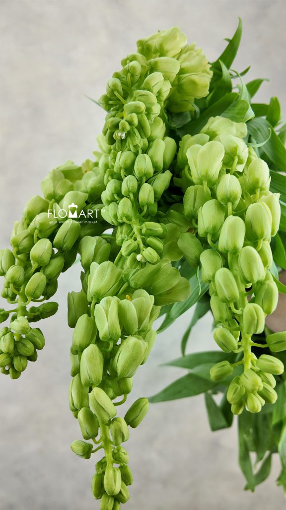 Fritillaria Ivory Bells