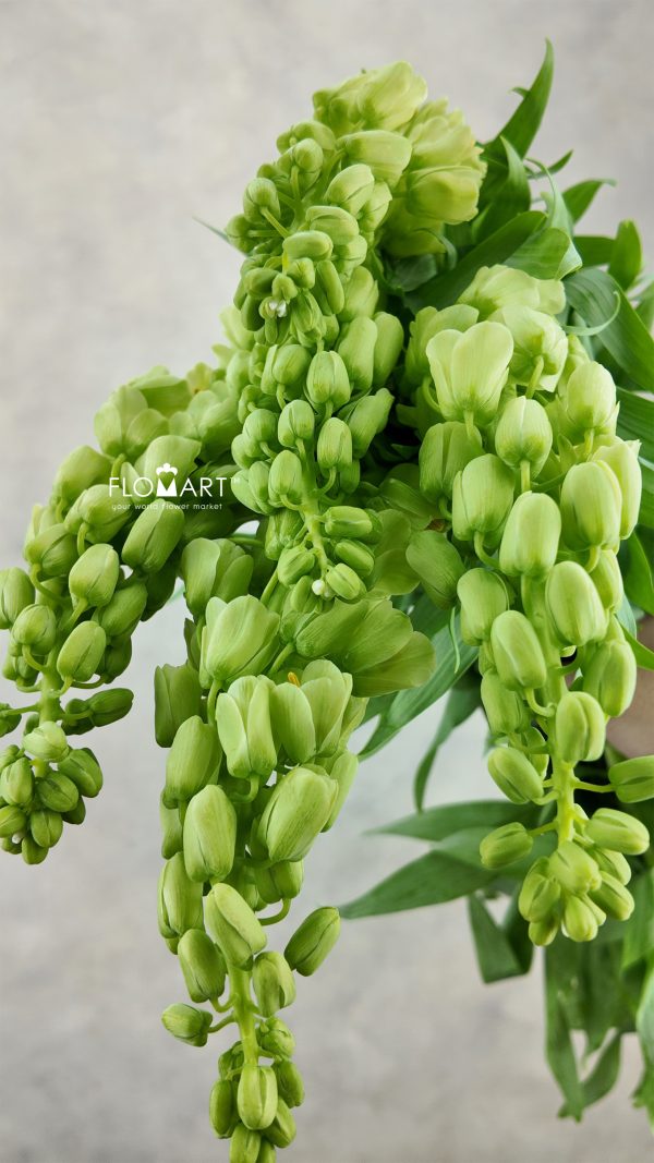 Fritillaria Ivory Bells