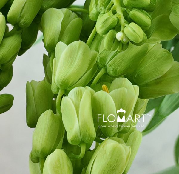 Fritillaria Ivory Bells
