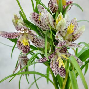 Fritillaria Meleagris